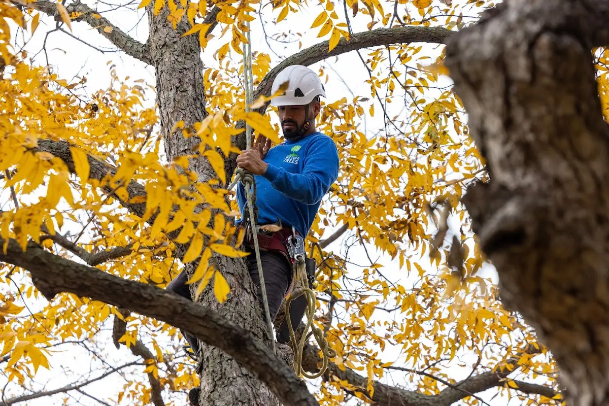 Skilled Storm Damage Cleanup crew working in Medina